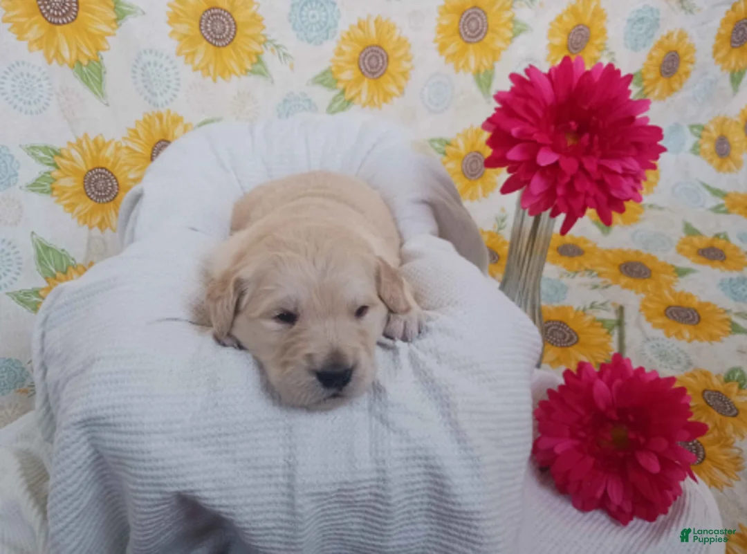 Golden Retriever dogs for sale: Emerald - Ad 2