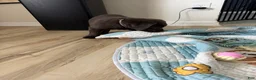 Cane Corso dogs for sale: Goro - Ad 3