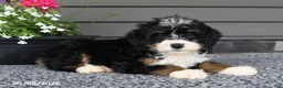 Mini Bernedoodle dogs for sale: Tiana - Ad 1