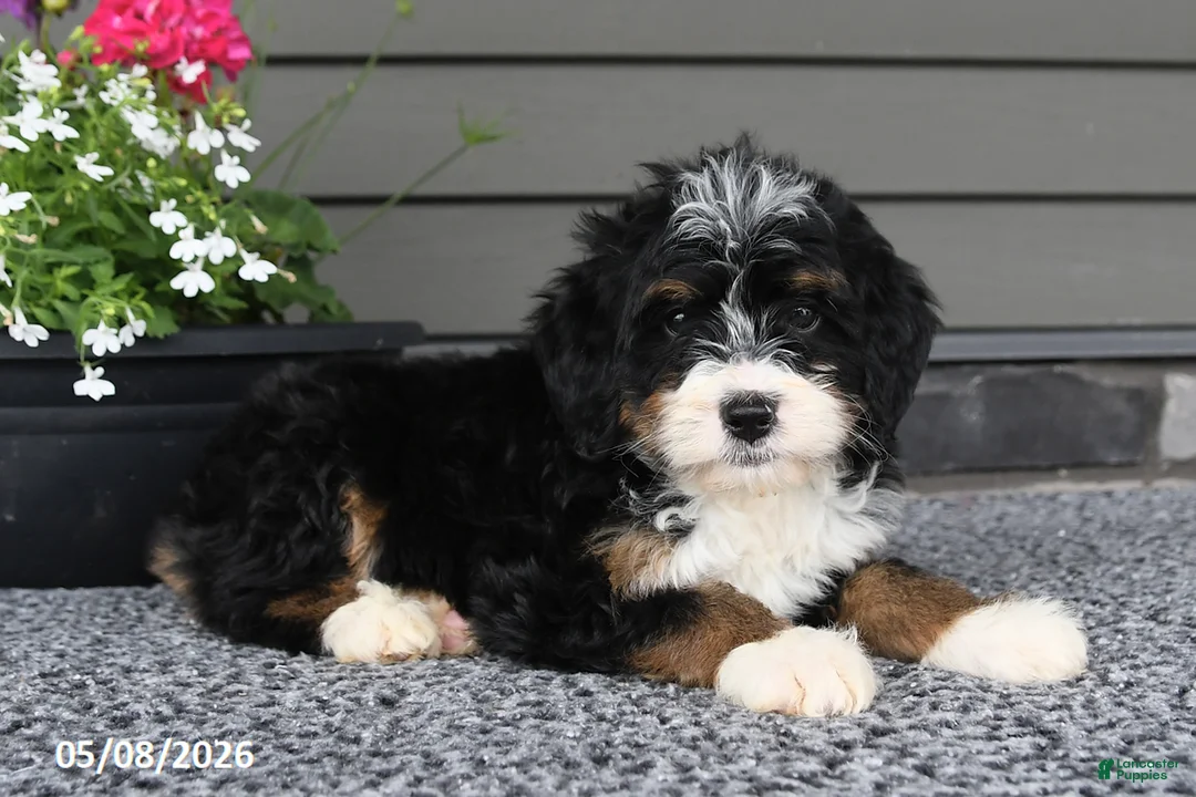 Mini Bernedoodle dogs for sale: Tiana - Ad 1