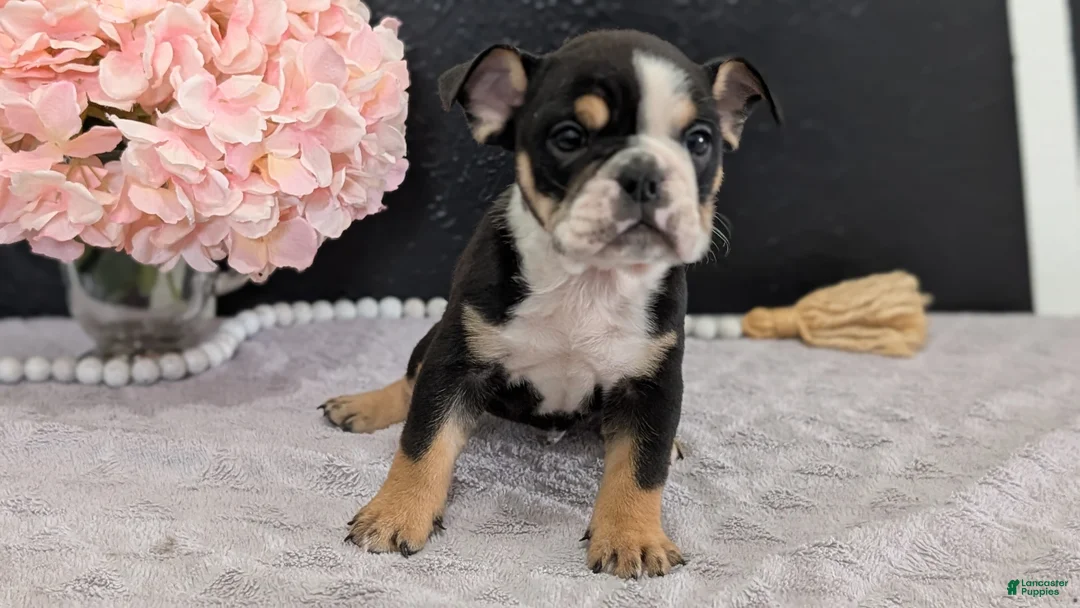 English Bulldog dogs for sale: Ziggy - Ad 2