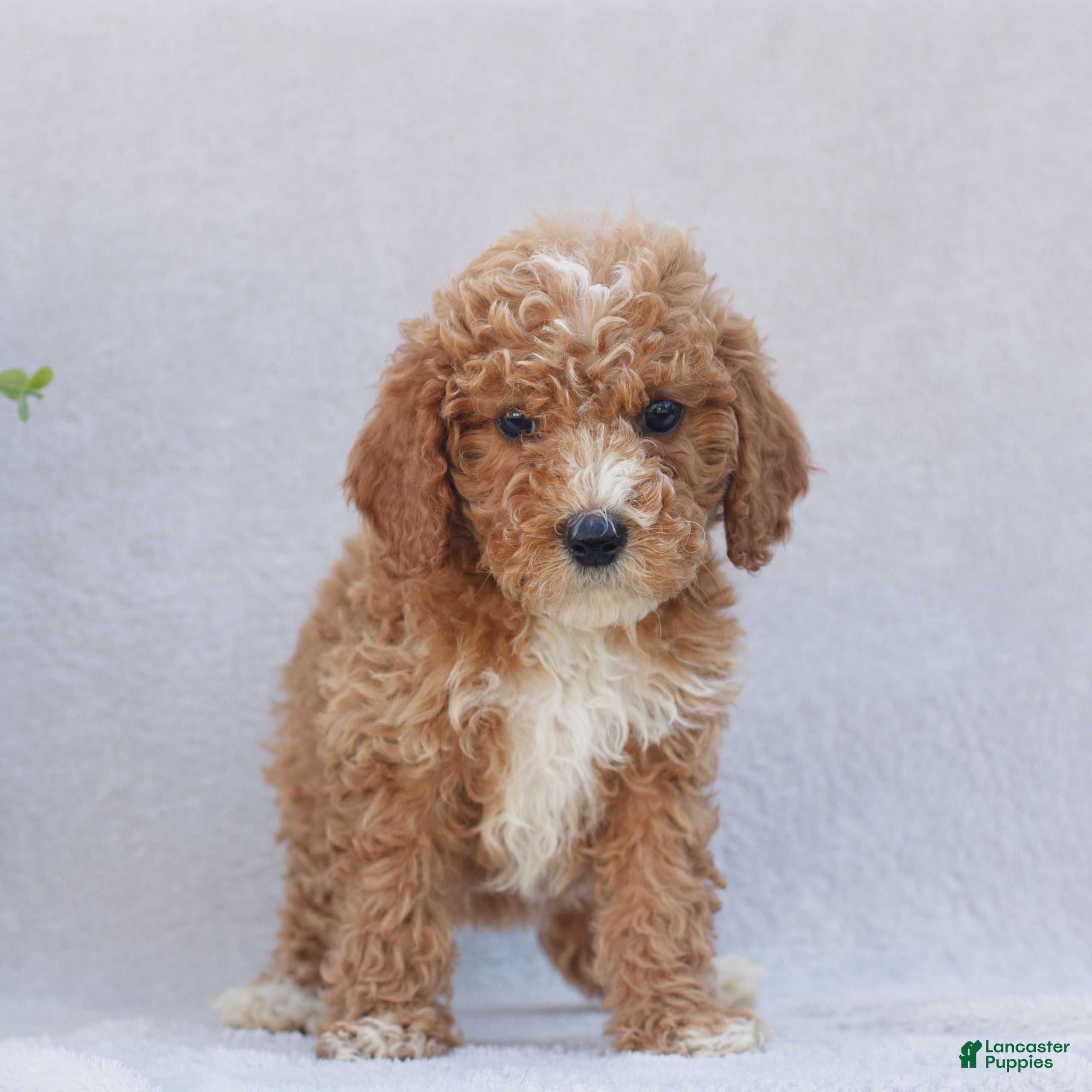 Mini Goldendoodle dogs Cassidy  - Ad 2