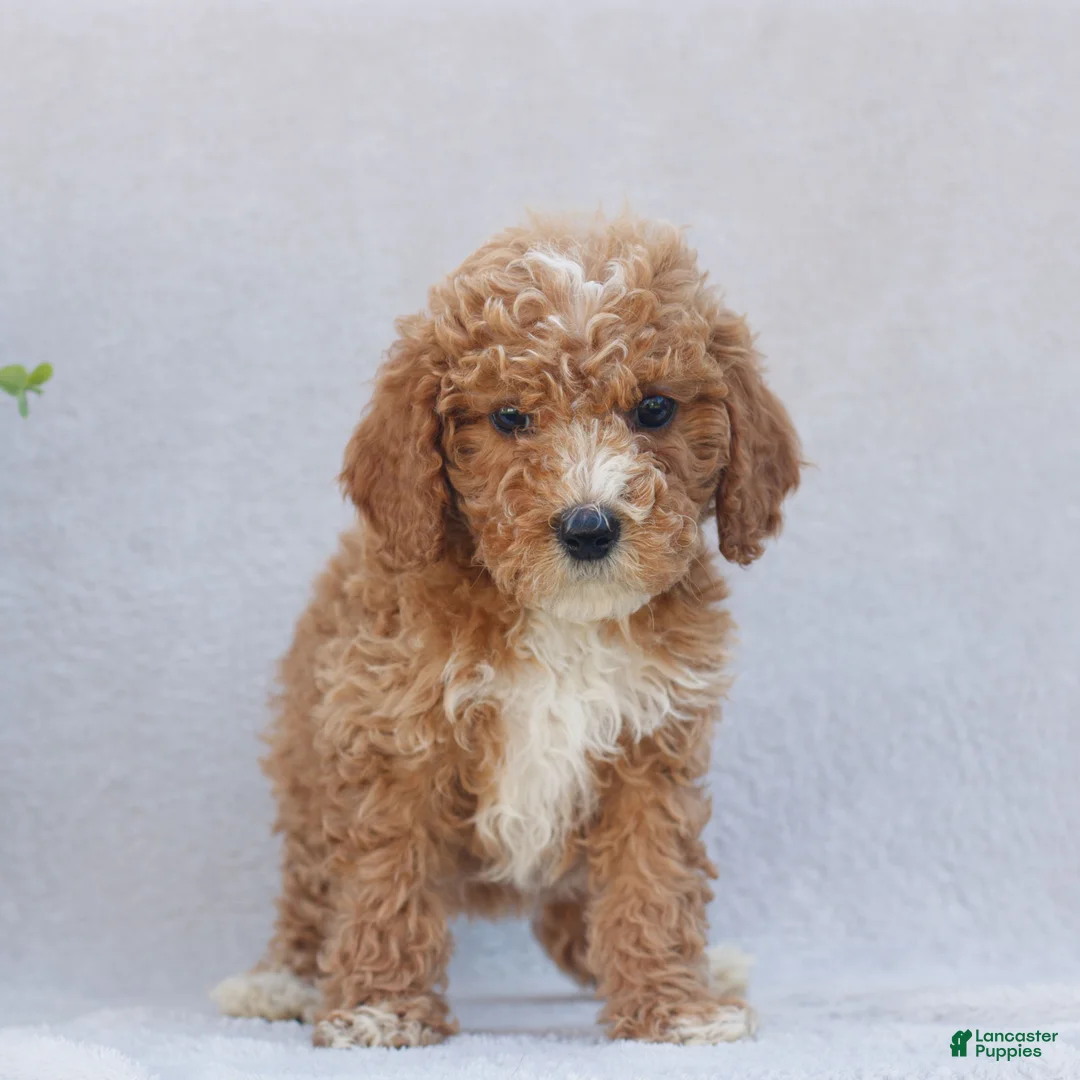 Mini Goldendoodle dogs for sale: Cassidy  - Ad 2