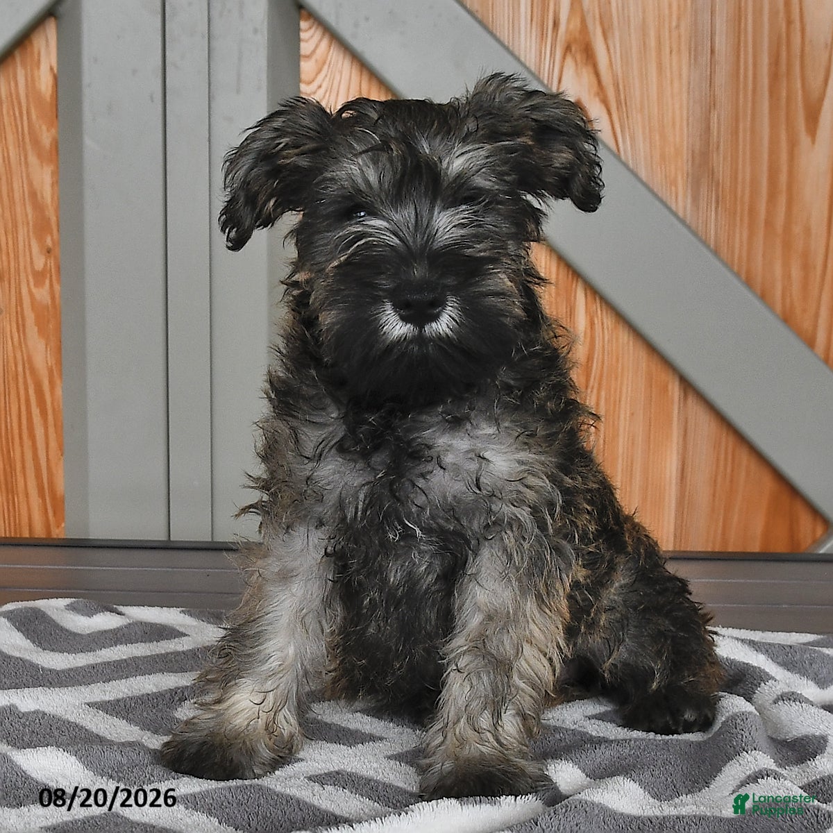 Miniature Schnauzer dogs Mindy - Ad 1