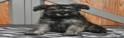Miniature Schnauzer dogs for sale: Mindy - Ad 1