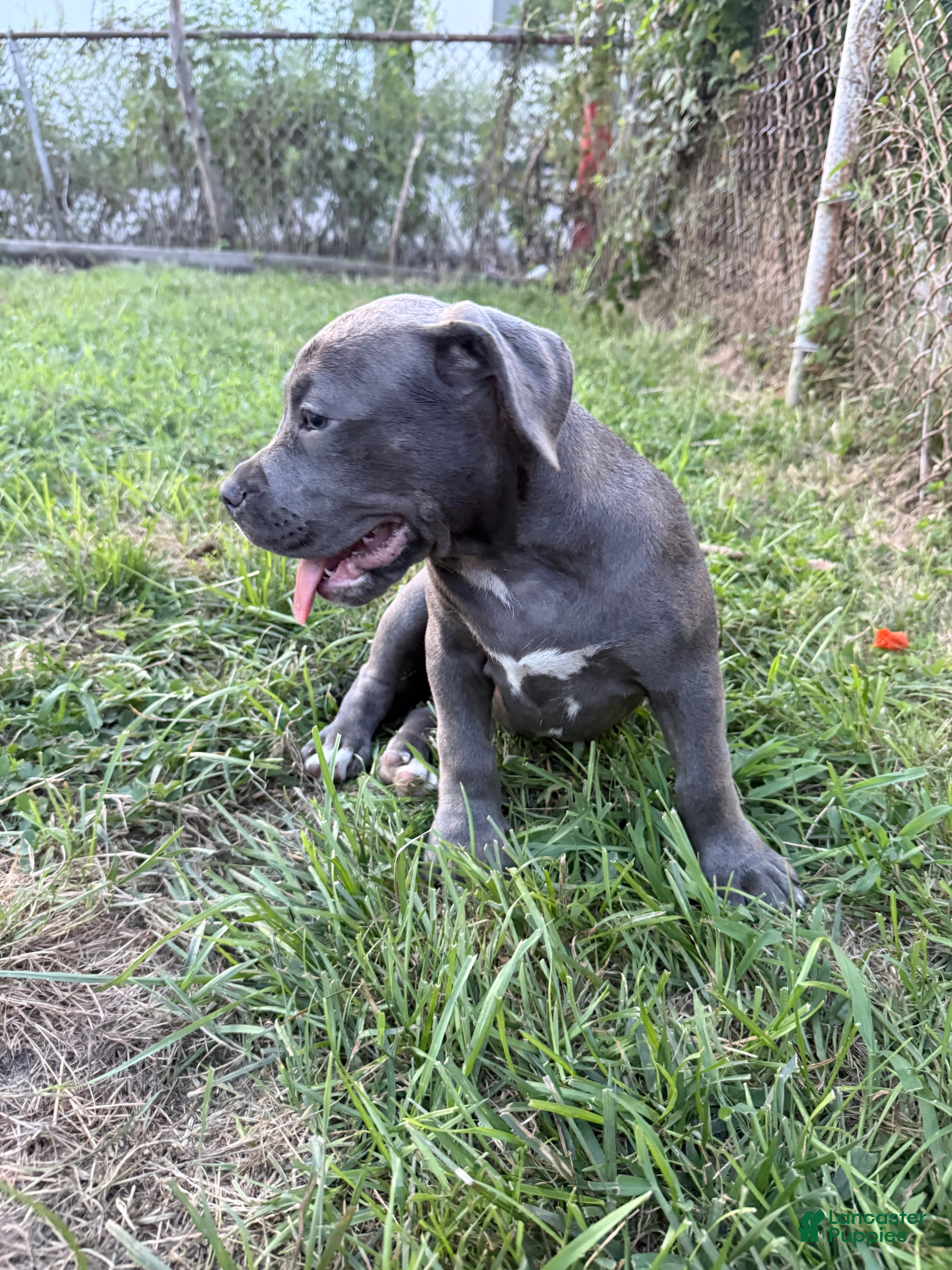 American Bully dogs Buttercup - Ad 2