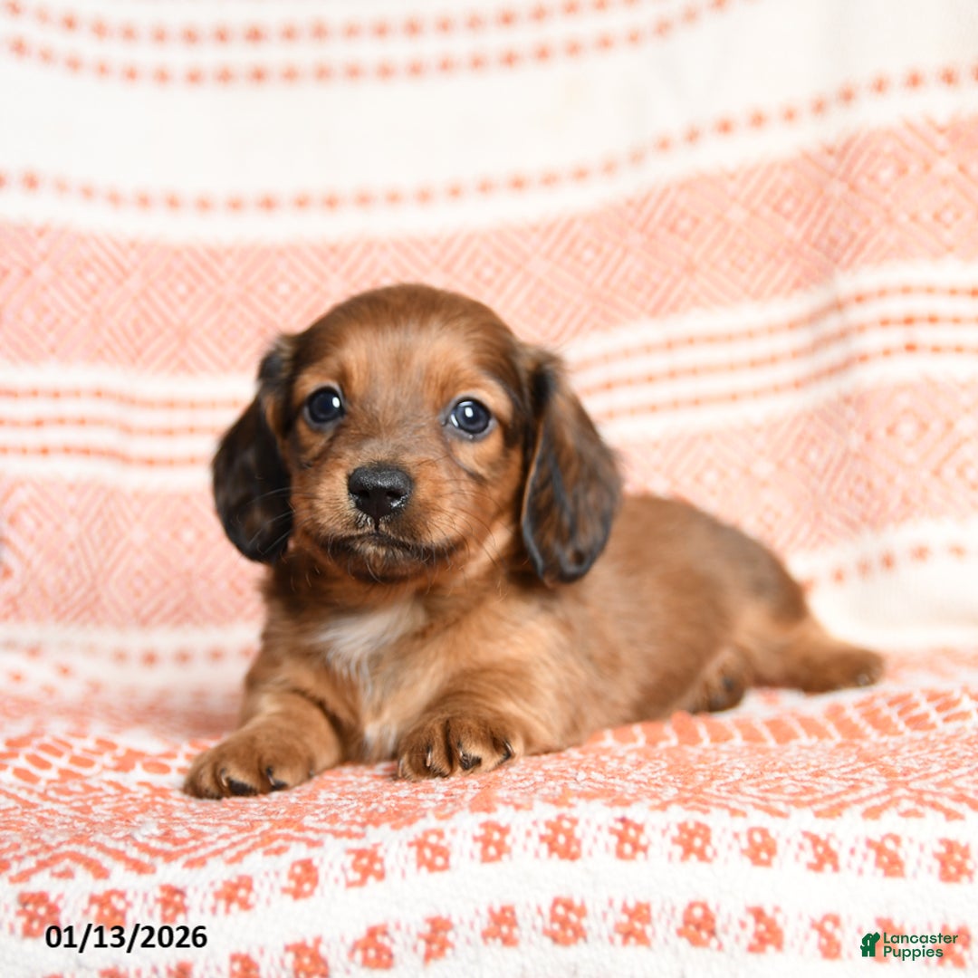 Miniature Dachshund dogs for sale: Kujo - Ad 3
