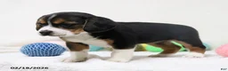 Beagle dogs for sale: Nikki - Ad 12