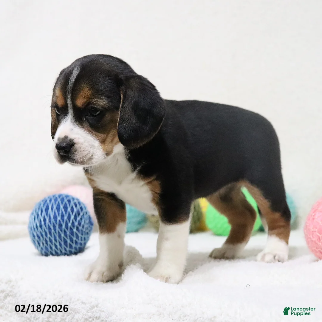 Beagle dogs for sale: Nikki - Ad 12