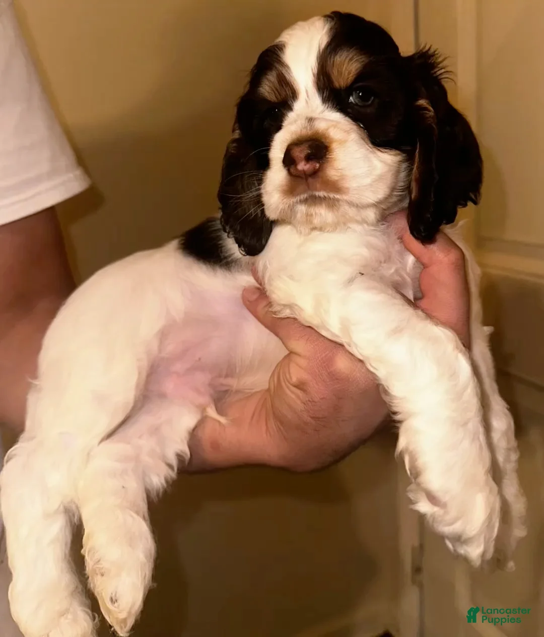 Cocker Spaniel dogs for sale: Chungus - Ad 1