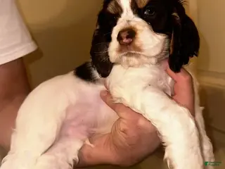 Cocker Spaniel dogs Chungus - Ad 5