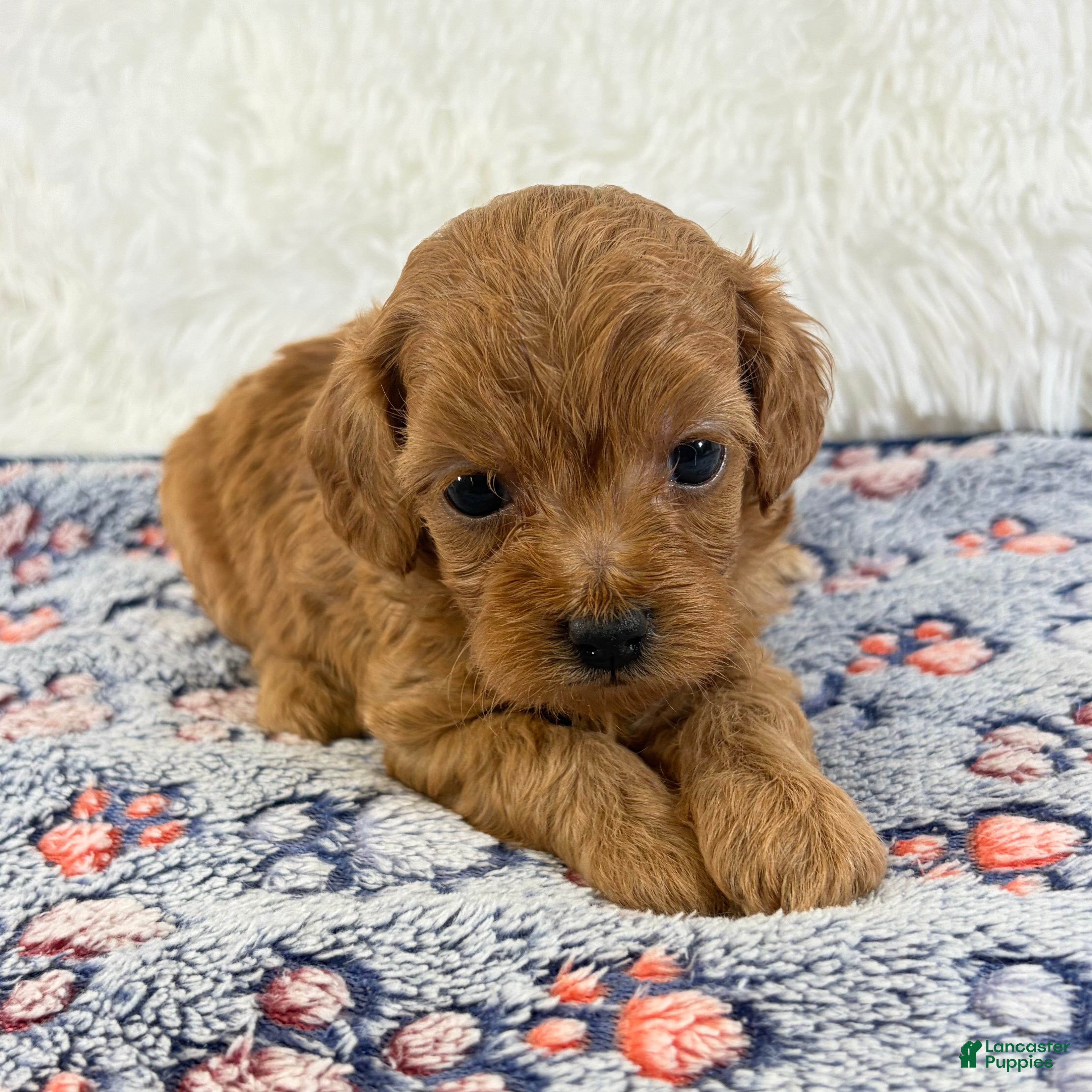 Shihpoo dogs for sale: Dolly F1B Shihpoo  - Ad 2