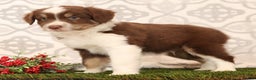 Miniature Australian Shepherd dogs for sale: Randy - Ad 6