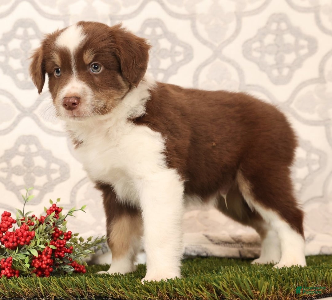 Miniature Australian Shepherd dogs for sale: Randy - Ad 6