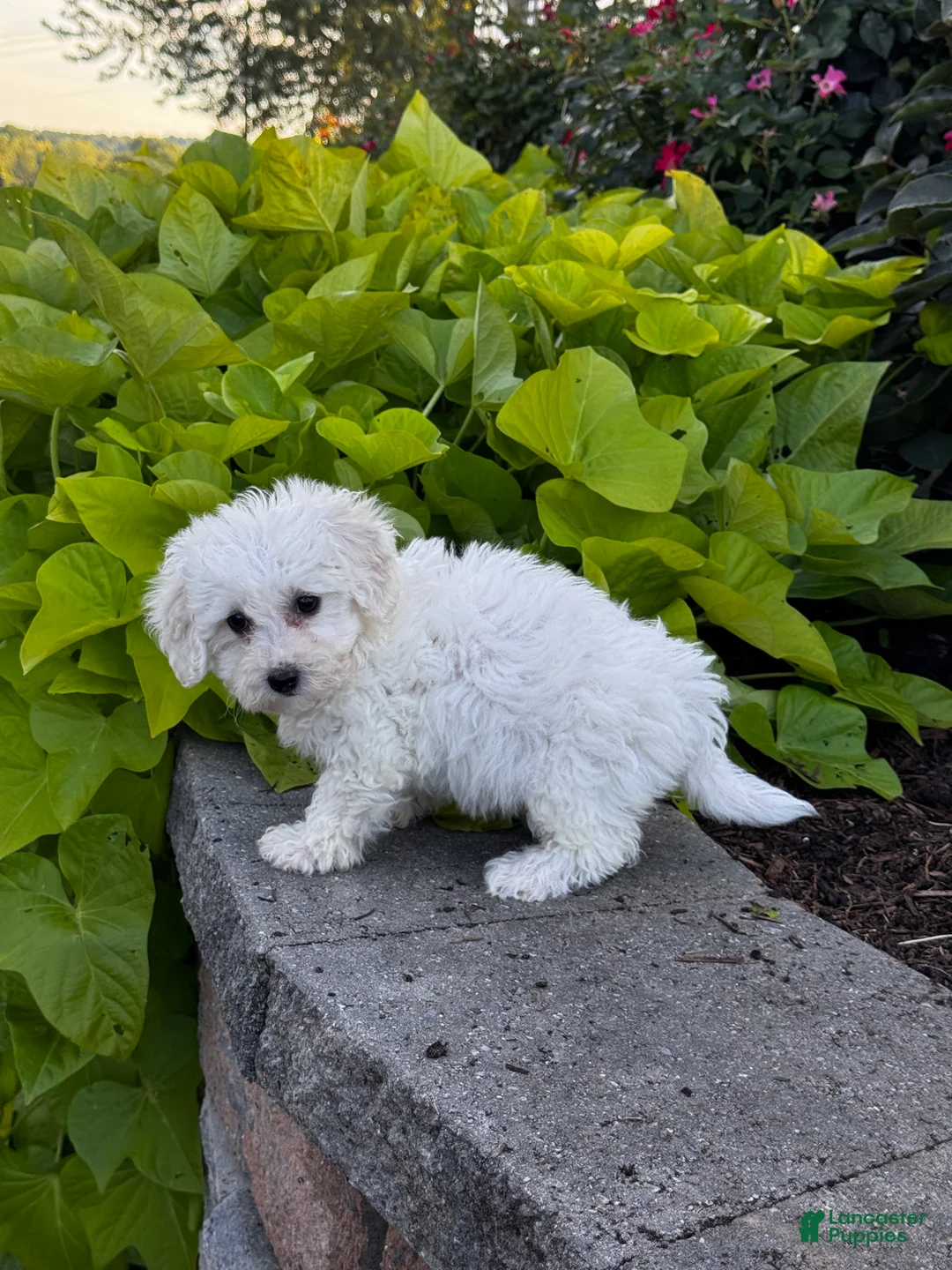 Bichon Frise dogs for sale: Bonnie  - Ad 2