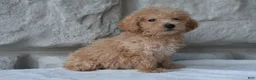 Bichpoo dogs for sale: Mia - Ad 3