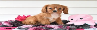 Tina