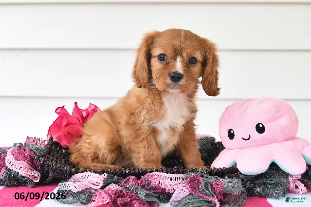 Cavalier King Charles Spaniel dogs for sale: Tina - Ad 1