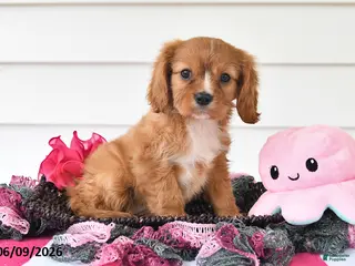 Cavalier King Charles Spaniel dogs for sale: Tina - Ad 2