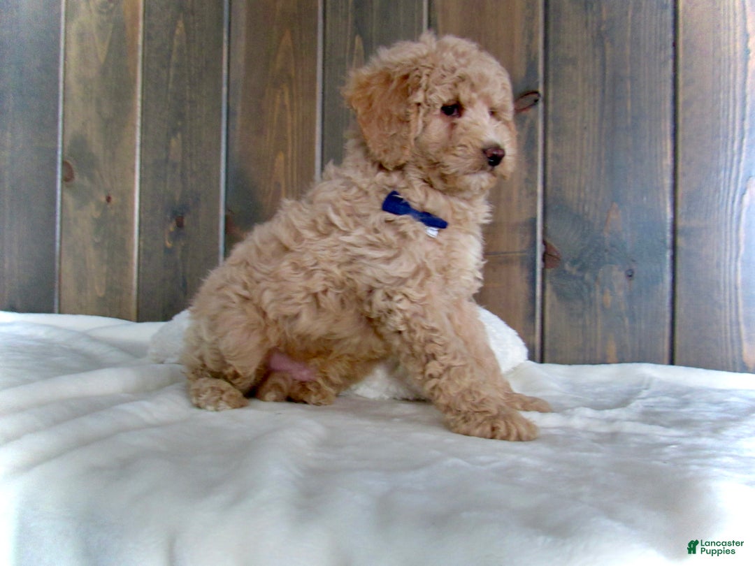 Mini Goldendoodle dogs for sale: Rusty - Ad 6