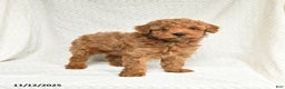 Miniature Poodle dogs for sale: Freddie - Ad 3