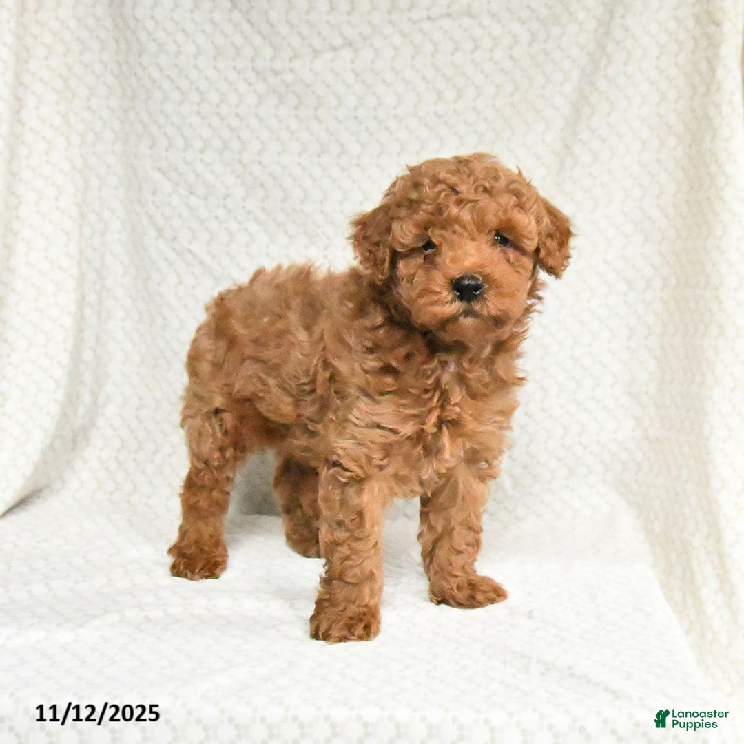 Miniature Poodle dogs for sale: Freddie - Ad 3