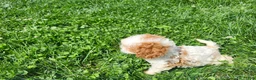 Cavapoo dogs for sale: Button  - Ad 6