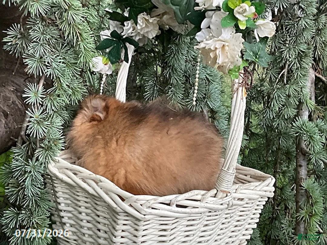 Pomeranian dogs for sale: Mocha - Ad 2