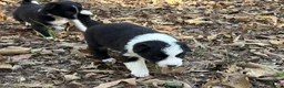 Border Collie dogs for sale: Nigella - Ad 3