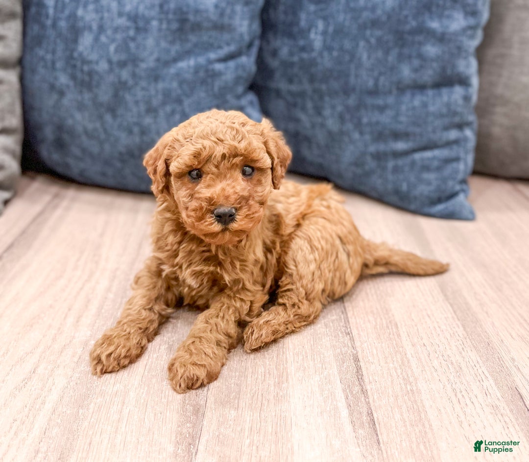 Mini Goldendoodle dogs for sale: Sage - Ad 2