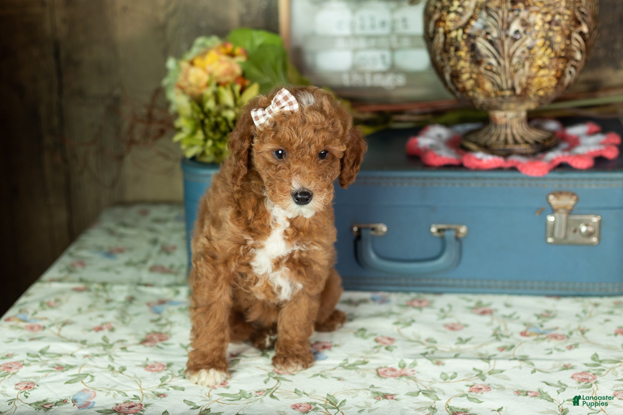 Mixed Breed dogs Tammy  - Ad 18