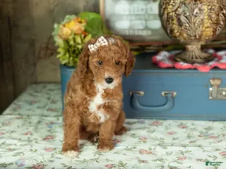 Mixed Breed dogs Tammy - Ad 18