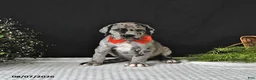 Great Dane dogs for sale: Jax - Ad 4