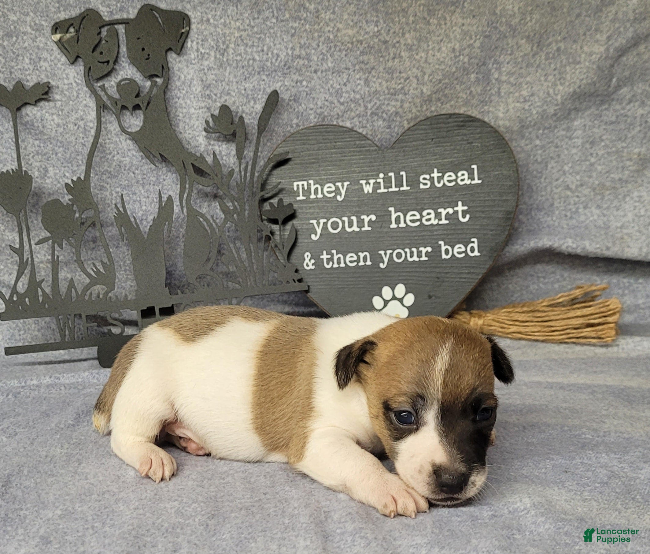 Jack Russell Terrier dogs Rebel DELIVERY AVAILABLE  - Ad 37