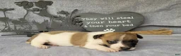 Jack Russell Terrier dogs for sale: RICOCHET Delivery available  - Ad 11