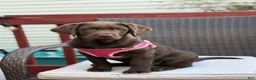 Labrador Retriever dogs for sale: Luna - Ad 2