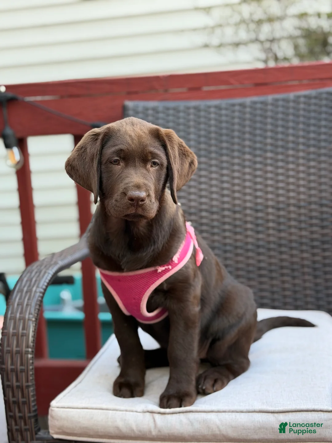 Labrador Retriever dogs for sale: Luna - Ad 2