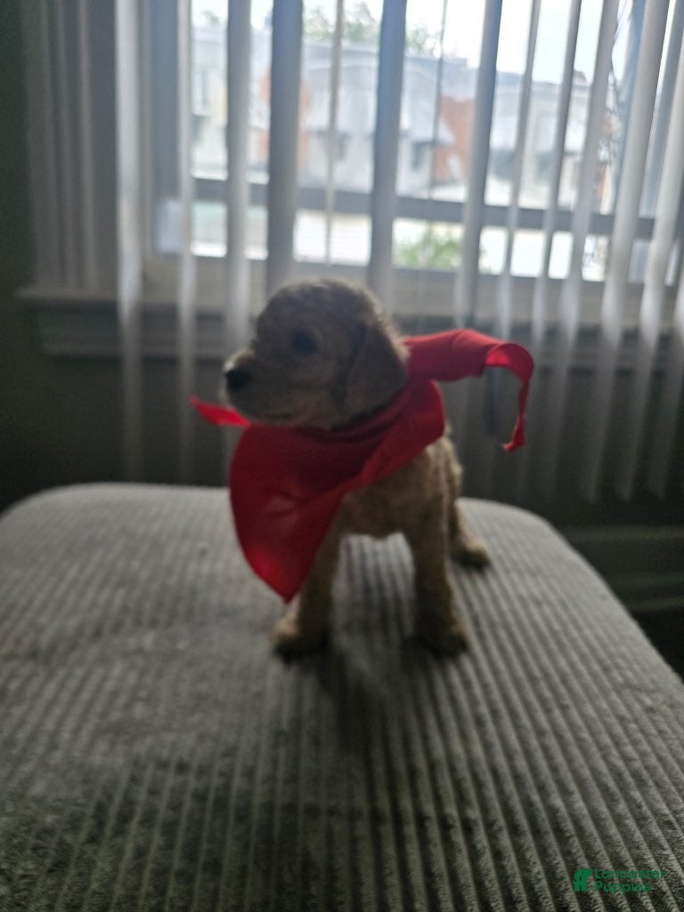 Goldendoodle dogs Boy 3 - Ad 1
