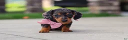 Miniature Dachshund dogs for sale: Agnes - Ad 4