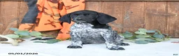 German Shorthaired Pointer dogs for sale: Maggie - Ad 4
