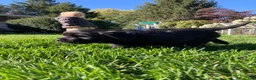 Newfoundland dogs for sale: SARGE - Ad 5