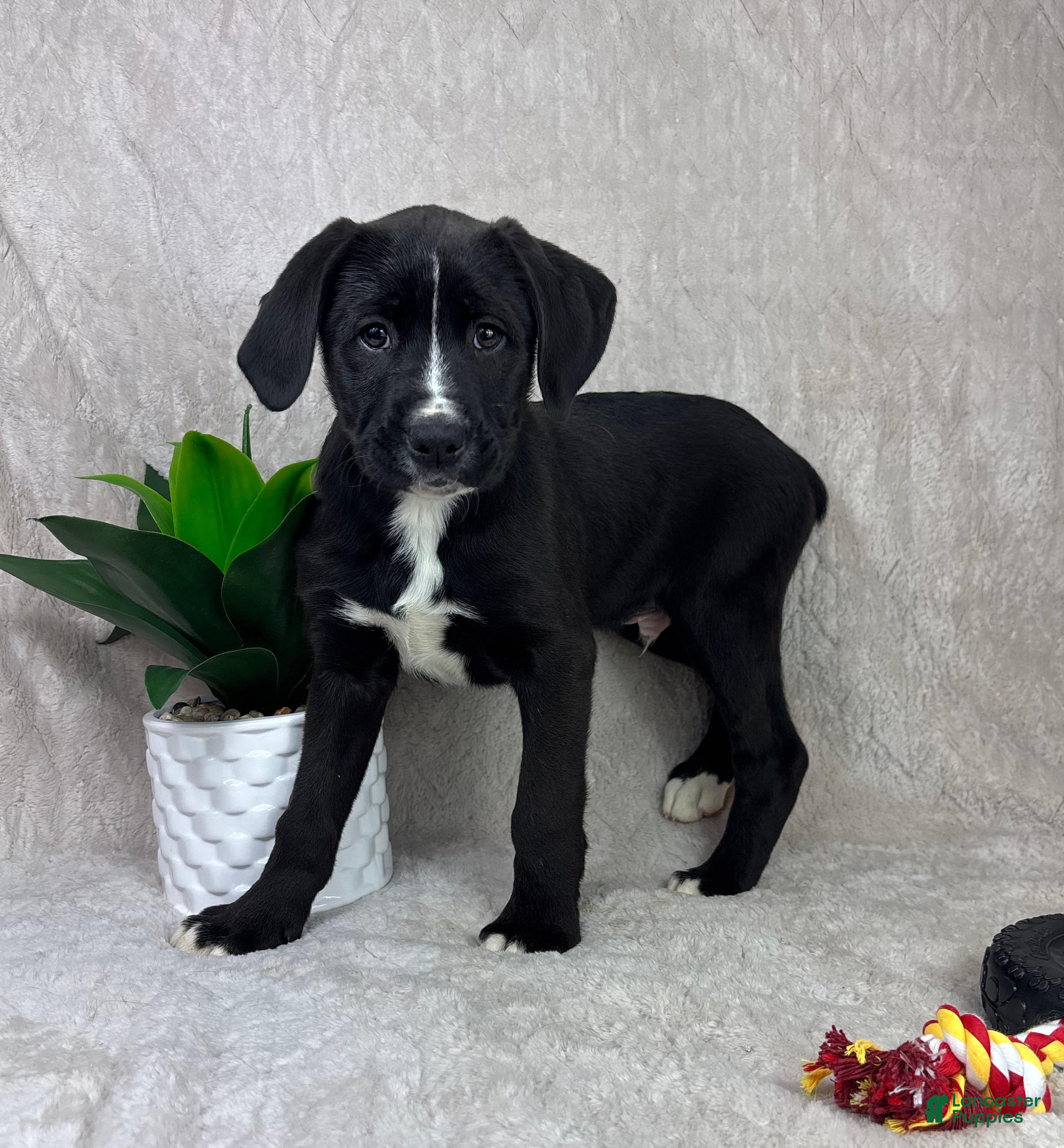 Mixed Breed dogs Sawyer - Ad 11
