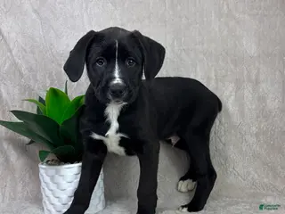 Mixed Breed dogs Sawyer - Ad 11