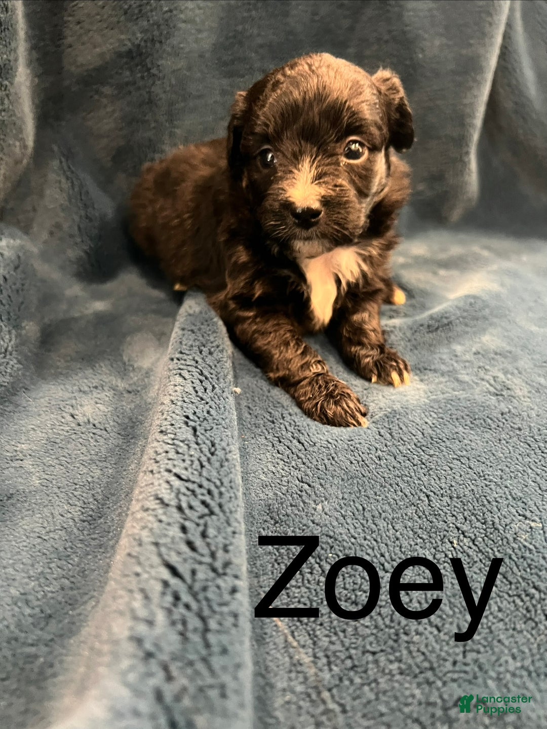 Mixed Breed dogs for sale: Zoey - Ad 1