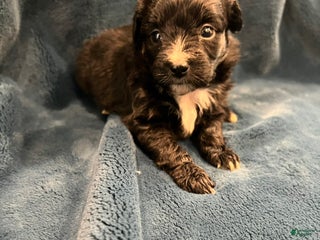 Mixed Breed dogs Zoey - Ad 4