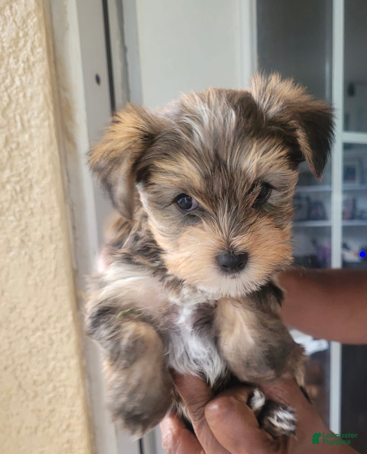 Yorkshire Terrier dogs Yorkshire Terrier 1 - Ad 32