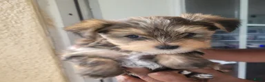 Yorkshire Terrier 1