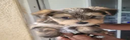 Yorkshire Terrier dogs for sale: Yorkshire Terrier 1 - Ad 1