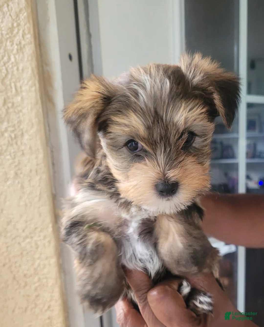 Yorkshire Terrier dogs for sale: Yorkshire Terrier 1 - Ad 1