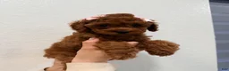 Mini Goldendoodle dogs for sale: Tiramisu - Ad 5